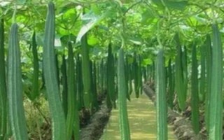 絲瓜的種植技術(shù)，要先對種子進(jìn)行浸泡催芽