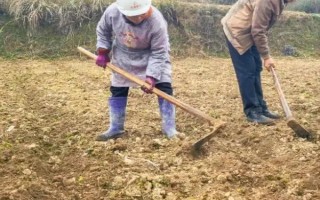 楓樹苗的價(jià)格和繁殖方式，會受到品種、規(guī)格、樹齡等條件的影響
