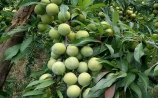 優(yōu)質(zhì)的李子品種，常見的有愛琴李、安哥諾、黑寶石李等