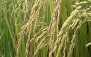 易兩優(yōu)華占水稻品種的特性，全生育期122.6天
