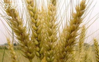 超大穗小麥新品種介紹，常見的有存麥20、山農(nóng)30等