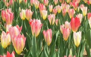 郁金香的花語，寓意高雅、富貴、忠貞的愛等
