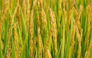 冀旱糯3號(hào)水稻種子簡介，畝播種量7～9千克