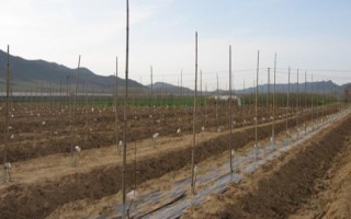 冬季種植果樹有什么優(yōu)勢，冬季種植能夠充分利用果樹的休眠期