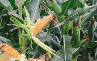 正興3號玉米種子簡介，四川3月中旬至4月初為適播期