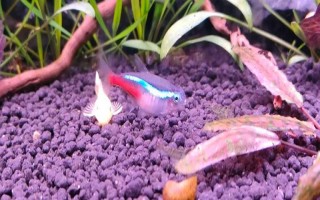 紅綠燈魚多大可以繁殖，養(yǎng)8-10個月便可繁殖