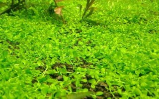 爬地矮珍珠種不活如何解決，保持適溫可避免植株被凍死