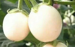 怎么種植蛋樹，浸種晾曬后再播種