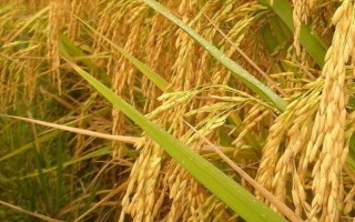 花香優(yōu)1618水稻種子特征特性，4月中下旬播種