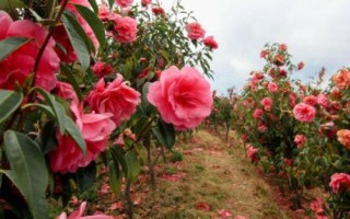 山茶花的繁殖方法，可采用播種、扦插等方式