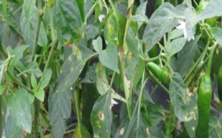 辣椒細(xì)菌斑點(diǎn)病，主要為害葉片