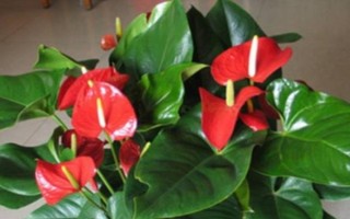 紅掌花有沒(méi)有毒，毒性主要存在于汁液中