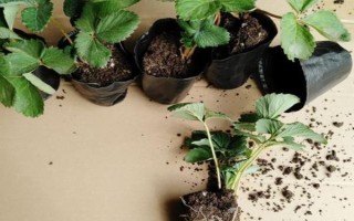 盆栽草莓苗怎么定植，將根系埋入土壤中再壓實澆水