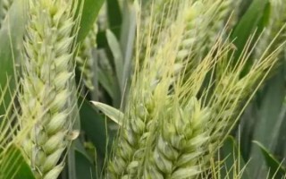 鑫麥296小麥種子特征特性，每畝基本苗15～18萬