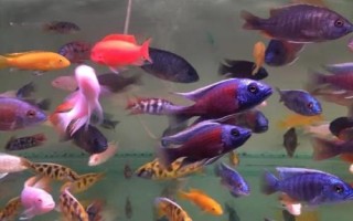 瑪麗魚(yú)和燈科魚(yú)可以混養(yǎng)嗎，防止和大型魚(yú)類(lèi)混在一起
