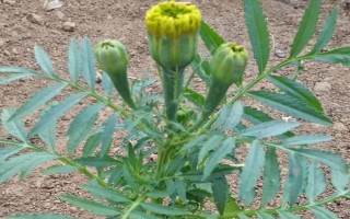 萬壽菊的形態(tài)特征，株高在150厘米左右