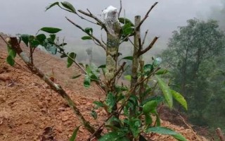 老茶樹(shù)的移栽方法，適宜在春秋兩季進(jìn)行