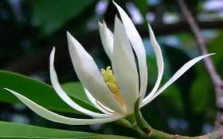 白蘭花的寓意，寓意純潔的愛、高貴優(yōu)雅等