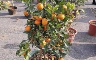 橘子樹盆栽的養(yǎng)殖方法，適宜生長在光照充足的環(huán)境中