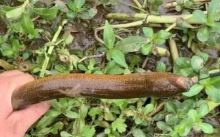 釣黃鱔的實(shí)用技巧，作釣鉤子可以自己制造