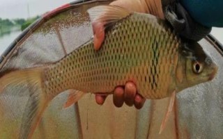 垂釣鯪魚的技巧，可采用跑鉛釣、豎鉛釣等釣法