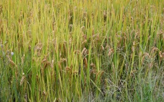袁兩優(yōu)1000水稻種子介紹，秧田播種量每畝15公斤
