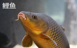 錦鯉和龍鳳錦鯉有什么區(qū)別，前者的體型較大、后者的體型相對(duì)較小
