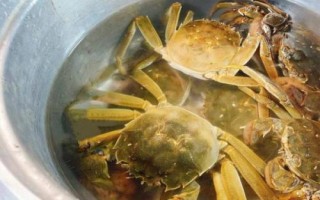 螃蟹放家里怎么養(yǎng)活，只需提供水和食物便可