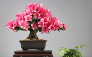 花中西施是什么花，是指的杜鵑花