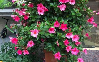 飄香藤的花語，寓意難忘愛情、充滿生機(jī)等