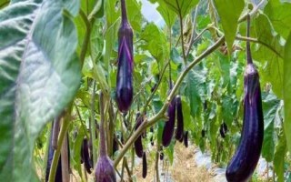 茄子的適宜種植時(shí)間，初春和初秋都可以