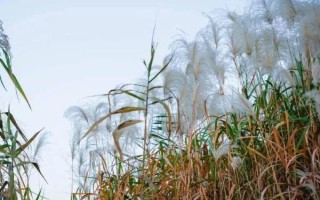 蘆葦?shù)纳L(zhǎng)季節(jié)，生長(zhǎng)旺盛期為每年4月上旬至7月下旬