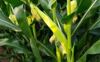 青青711玉米種簡(jiǎn)介，施藥防治地下害蟲(chóng)