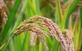 瀘優(yōu)2155水稻種子特點(diǎn)，桂北4月上旬播種