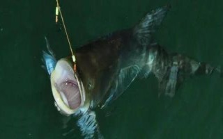 鳙魚怎么釣以及要注意什么，需選擇氣溫超過15℃的天氣作釣