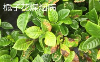 常見的梔子花病蟲害及防治方法，需對(duì)癥下藥