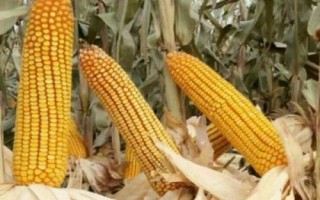 長玉908玉米種簡介，適宜播期4月下旬至5月上旬