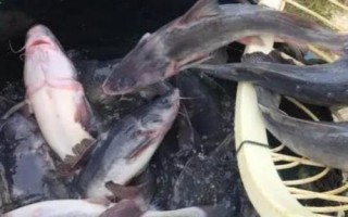 江團魚是什么魚，是底棲性魚類