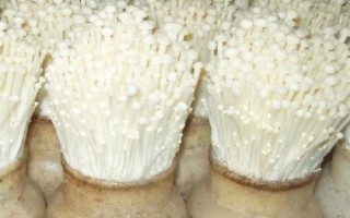 溫室大棚適合種植哪些菌類，可以種植平菇、杏鮑菇等