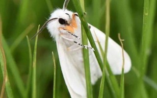 美國白蛾相關(guān)介紹，一生會經(jīng)歷蟲卵、幼蟲、蟲蛹、成蟲這4個時期