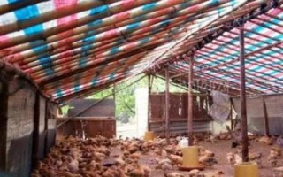 散養(yǎng)土雞的雞舍建造方法，以下5種供參考