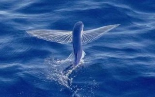 翱翔飛魚好不好養(yǎng)，飼養(yǎng)難度大并不適合新手嘗試