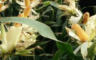 哈育887玉米品種簡(jiǎn)介，種植密度不宜過(guò)大