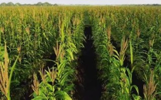 峰單193玉米品種簡介，密度4000株/畝左右