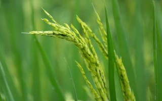 沈稻1號水稻品種的特性，生育期150天左右