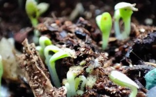 兒菜的種植方法，適宜的生長溫度為8-15℃