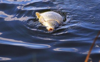 釣魚掛蚯蚓的方法，常見以下3種方法