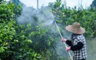 柑橘紅蜘蛛危害癥狀，嫩葉的受害程度最為嚴(yán)重