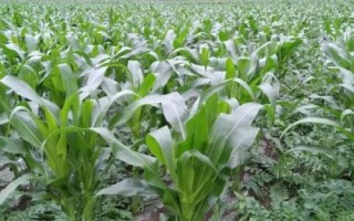 金白188玉米種子介紹，兩年區(qū)試平均生育期126天