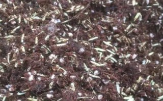 能否用椰糠種植白掌，保水和保肥性較好適合作為種植基質(zhì)